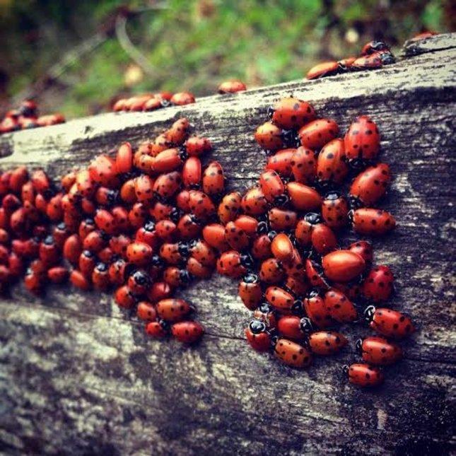 ( Jon Kawamoto ) OAKLAND -- Worldwide, there are 5,000 species of ladybugs -- and California has 140 species.