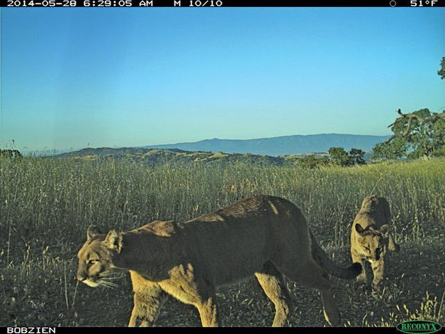 Parks and Panthera Study the East Bay s Big Cats Panthera teams up with the East Bay Regional Park District to study how an apex predator lives in remote wilderness and peri-urban areas like the
