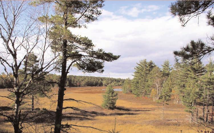Figure 3. Bog on Stockton Island. Only part of Stockton is included in the wilderness area. Photo courtesy of Apostle Islands National Lakeshore.