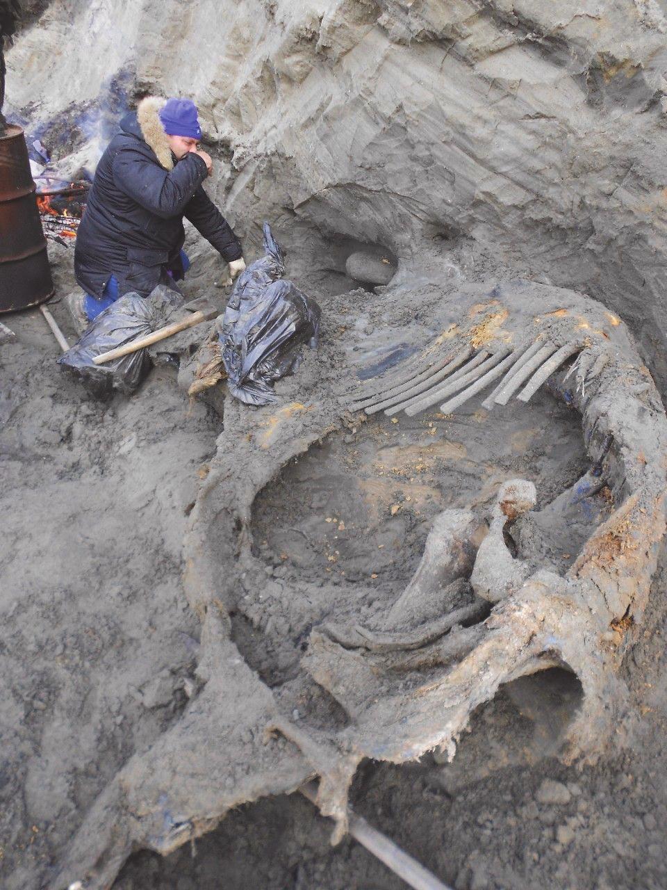 in Arctic 2, had a photo of the scientist who excavated the mammoth carcass (Figure 1).