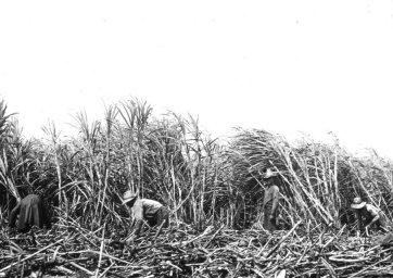 Hawaii, in order to protect sugar producers in the