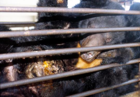 Illegal Production and Trade in Bear Bile In paragraph 15 of SC45 Doc.