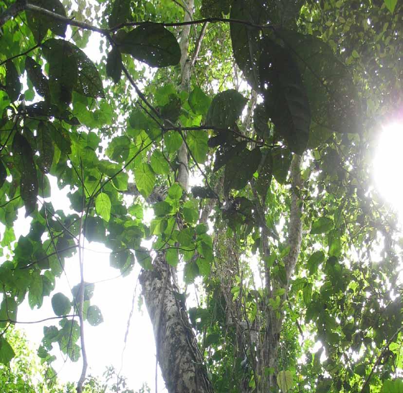 Photo: Rainforest Foundation Norway Contributors: Bernadinus Steni, Association for Community and Ecologically Based Law Reform (HuMa) - Indonesia Anggalia Putri, Association for Community and