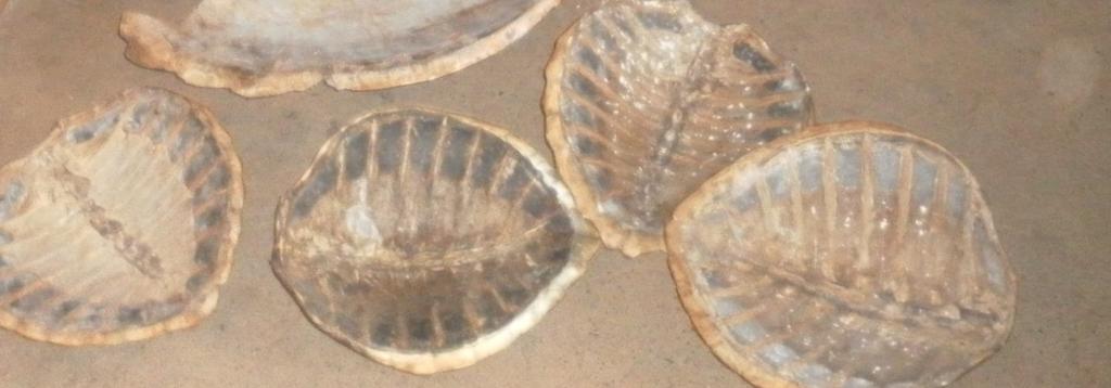 illegally trade in 7 sea turtle shells