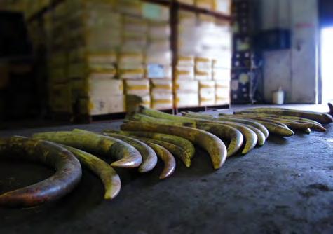 METHODS Information on ivory seizures made by Malaysian authorities, as well as seizures made outside the country which implicate Malaysia in the trade chain over an 11-year period from 1 January