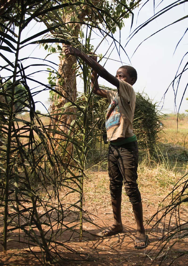 UNHCR / Colin Delfosse Emmanuel, 13, builds his own shelter from palm trees in Bitima, Democratic Republic of the Congo.