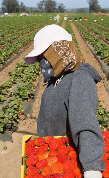 California Crop Workers: Reviewing 1989-2014 Findings (Source: National Agricultural Workers Survey) Post 2000, the average age of