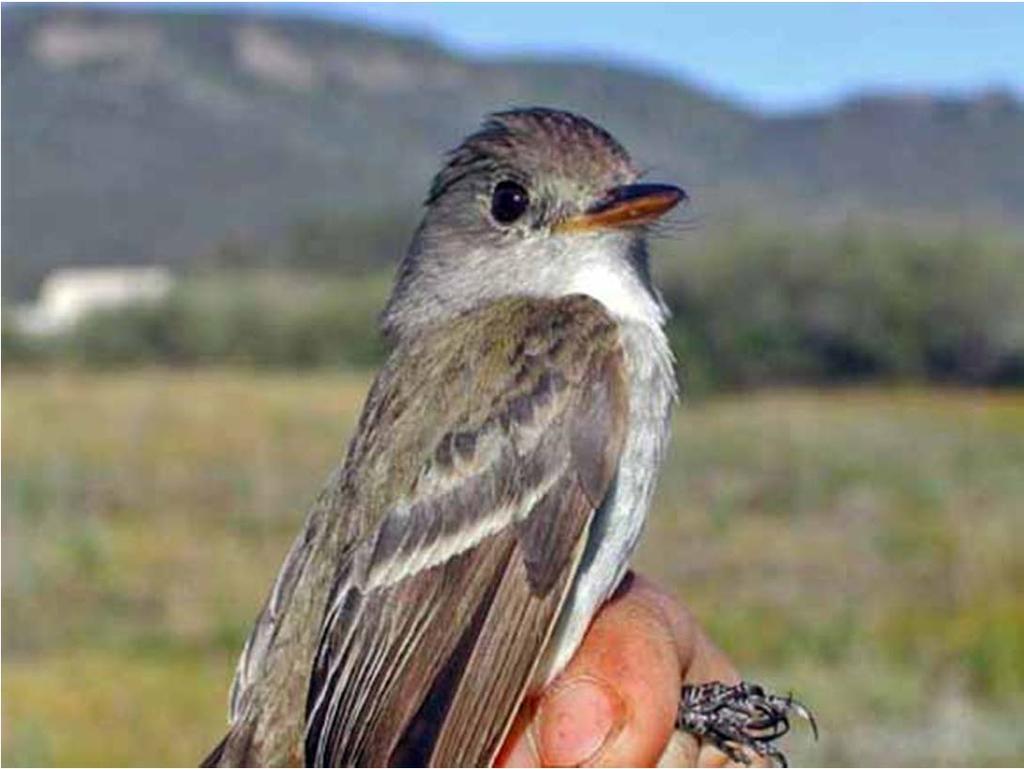 Case 1:14-cv-00666-RB-SCY Document 69 Filed 09/23/15 Page 4 of 15 Flycatcher, 60 Fed.Reg. 10694 (Feb. 27, 1995). The breeding range of the flycatcher encompasses six states including New Mexico. Id.
