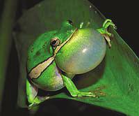 Tree frog to become state amphibian Tuesday 04/21/05 Sen. Preston Smith ATLANTA - State Sen.