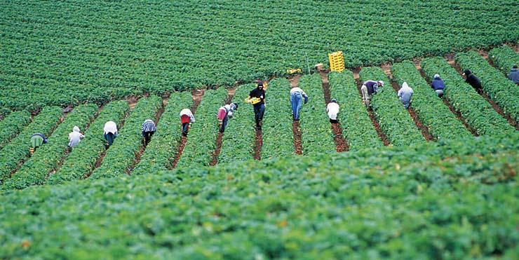 RESEARCH ARTICLE Expanded production of labor-intensive crops increases agricultural employment Akhtar Khan Philip Martin Phil Hardiman The production of labor-intensive fruit, vegetable and