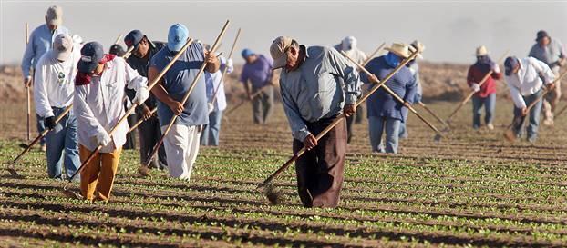farmers support open immigration for a cheap labor force