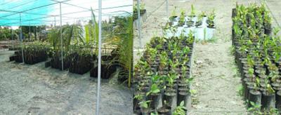 BUILDING RESILIENCE TO TSUNAMI IN INDIAN OCEAN Figure 3 and 4: Tree seedlings under propagation at the nursery Buffer zone is a long strip of peripheral land on all sides of the island except on the