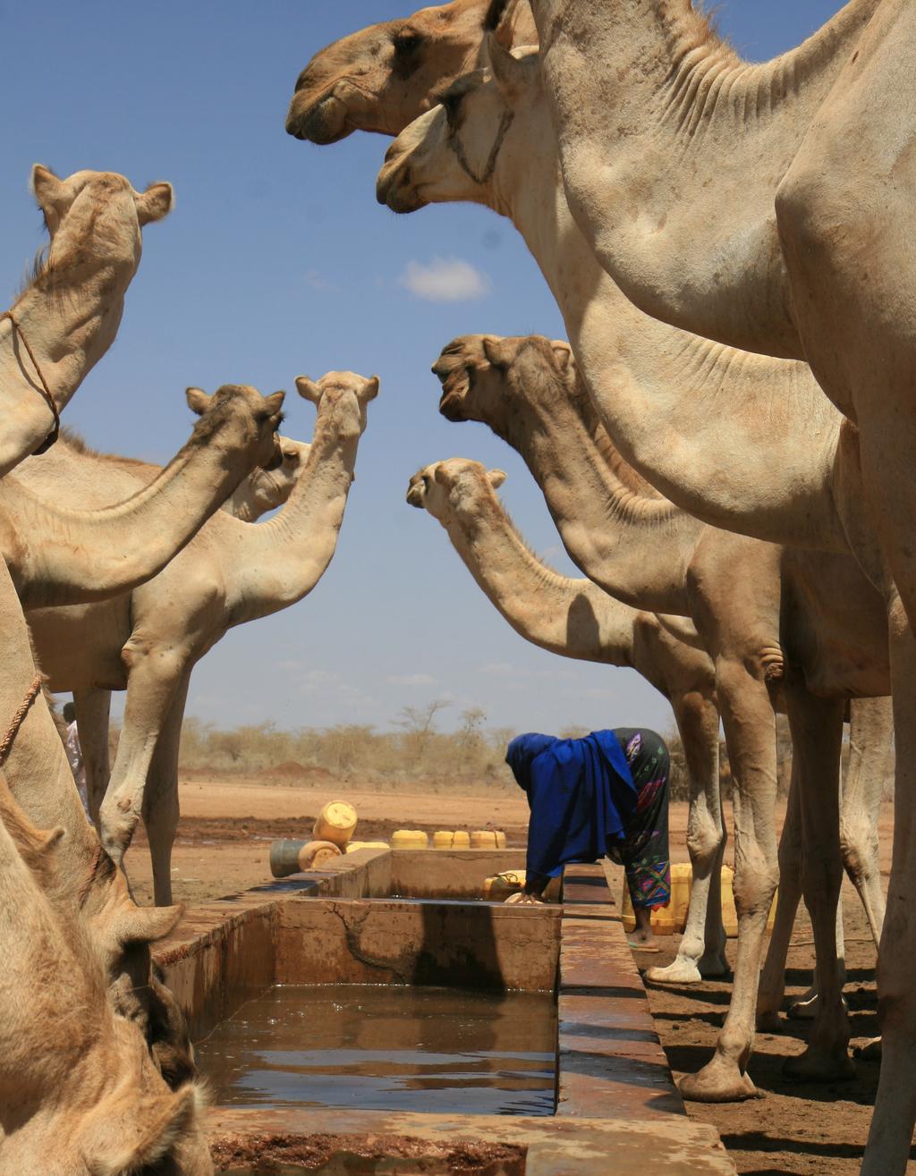 Camels taking water at the Eldas water troughs.