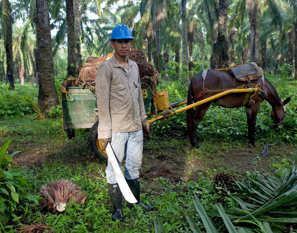 THE ROAD AHEAD Palm oil extraction is another source of economic activity in the countryside.