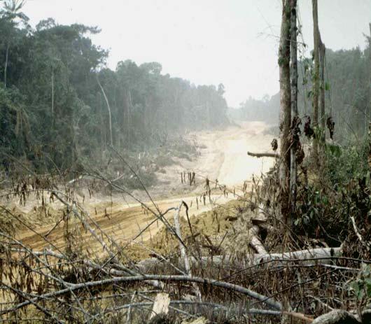September 2005 with the engagement of an expert forester to establish a rough Liberia forest inventory.