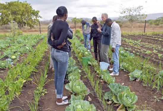 Evaluation of a Farmers Clubs program in Malawi (Continued) Food security situation improved Available own food crop produce increased for all the major crops, for example maize increased from