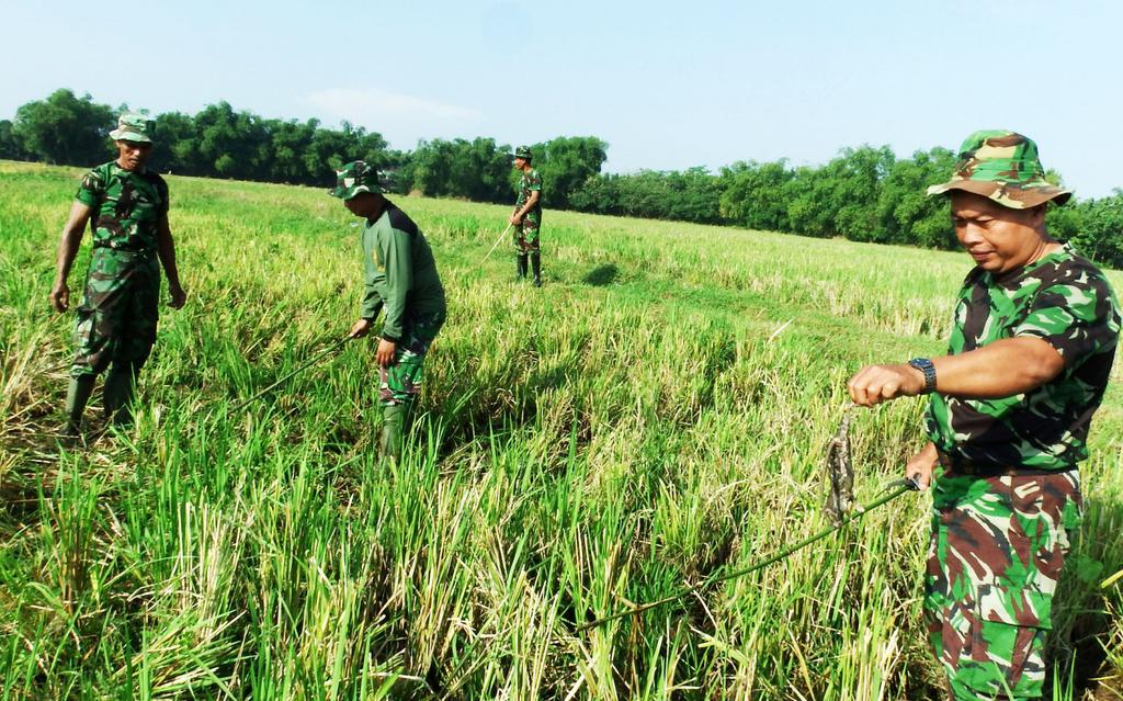 A unit of the Indonesian military hunts for rats in the paddy fields of Java. Photo Credit: Antara Foto.