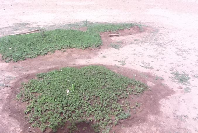 BUILDING RESILIENCE AT COMMUNITY LEVEL IN THE SAHEL REGION Conflict prevention in Eastern Mauritania through the development of integrated farms In collaboration with the Mauritanian government, and