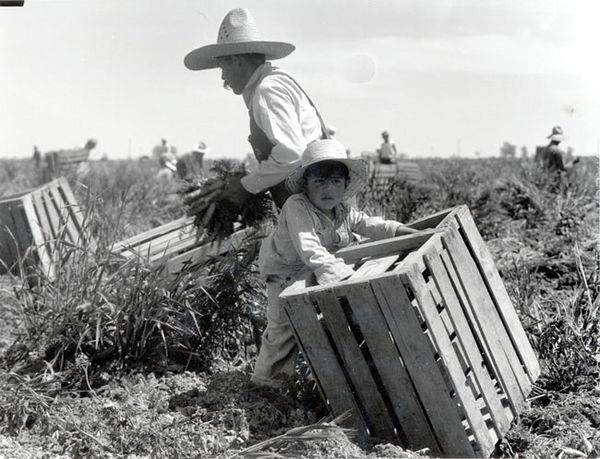 Picture 4 A man and young child harvesting carrots in the Imperial Valley during the Great Depression. 1935. Dorothea Lange, photographer. Gelatin silver print.