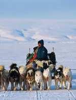August 05, 2015 - Page 2 2 http://indigenousissuestoday.blo gspot.com.es Inuit fishing, Source: Flickr moving with sled dogs is becoming increasingly dangerous for the Inuit people.