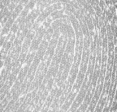 Fingerprint image taken