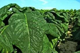 Cash Crops of the South Tobacco