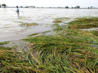 lost, and poverty; PHOTO: Flood caused damage in agriculture Current local rural people have a limited