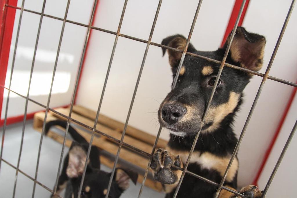 About 150,000 dogs and cats are abandoned each year in Spain, with no policy on birth control or adoption.