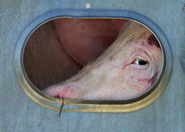 Spanish farms and slaughterhouses routinely fail to meet the