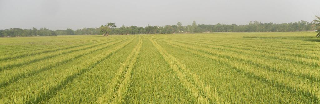 HYV Rice Seeds Availability and Accessibility in Bangladesh and India Stakeholders Perceptions Introduction Implementation of the project Addressing Barriers to Rice Seeds Trade between India and