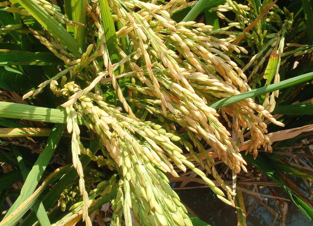 High Demand for Bangladeshi Rice Seed Variety in India: A Case of BB (BR)-11 farmers residing at the border villages in the Indian side.