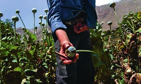 Poppy farming in Afghanistan. Water resources are inequitably distributed across Afghanistan.