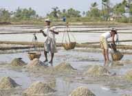 Domestic salt production has fallen by about 40 percent this year, and traders are selling salt imported from Thailand instead, he said.