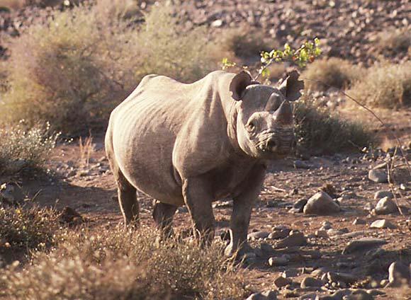 Rhino products, especially Rhino horns Copyright: www.