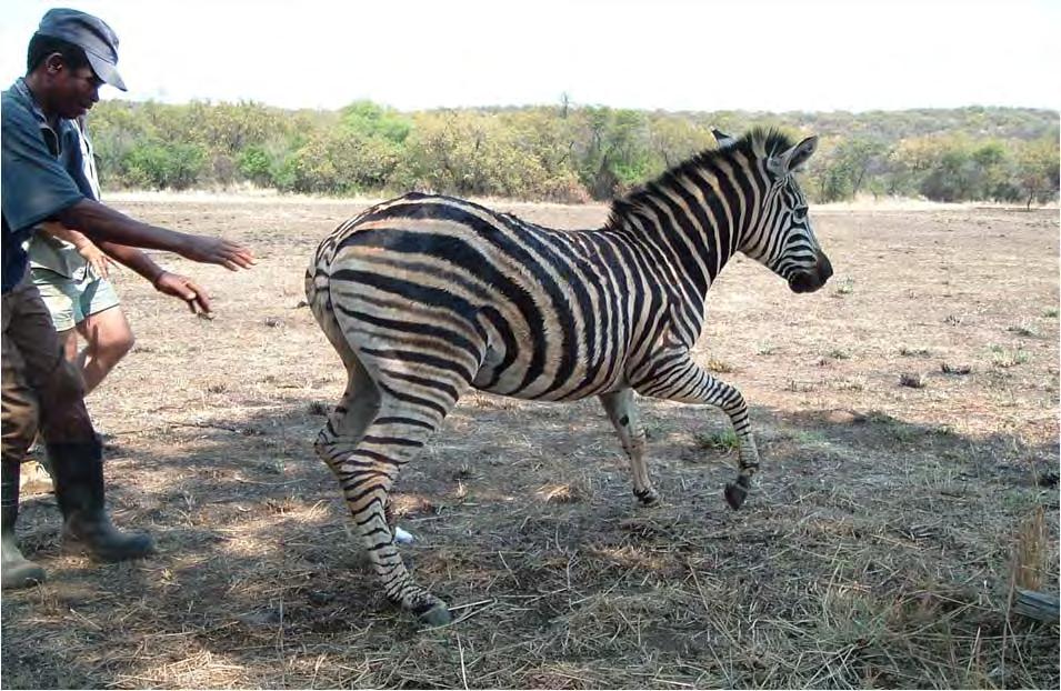 Importing country makes the rule Exporting country must comply Certificate must be accurate Example Zebra to be exported to Eastern Zoo Exporter: health certificate should only