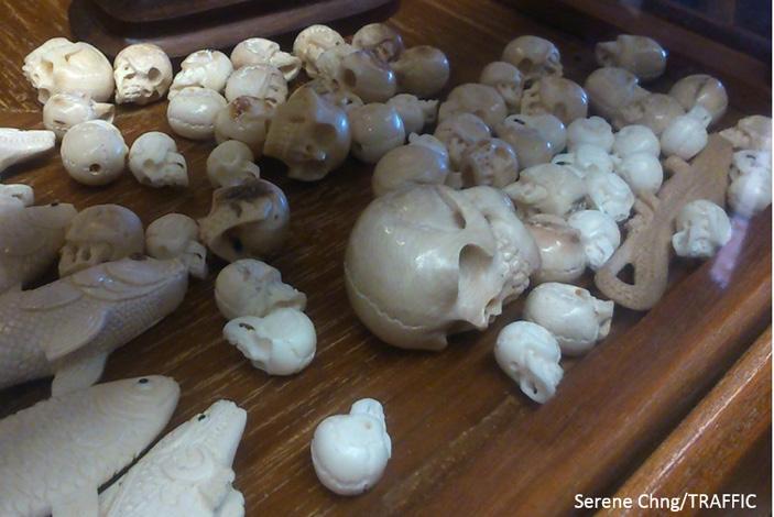 Figure 9: Ivory skull carvings that traders reported to have originated from domesticated Thai elephants Serene Chng / TRAFFIC Moving beyond Thailand s domestic market, vigilance at the airport,