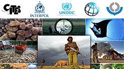 CBM and WCO WCO has MOUs/working relationships with OIE, CITES, Interpol, UNODC, World Bank etc.