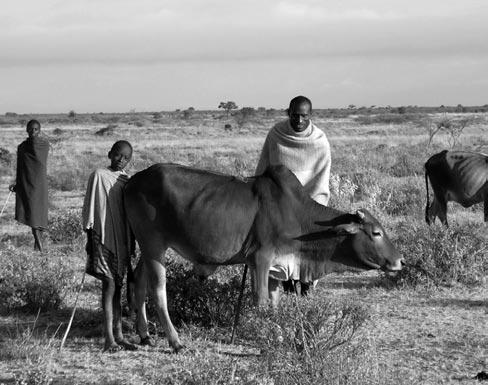 Family portraits in Mali, Kenya and Tanzania Family member with favourite crossbred Zebu/ Boran cow. Innkilto, Kenya Photo: K. Cochrane sions were more accurate and detailed.