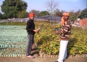 Tree Plantation Sant Seechewal has initiated many projects for planting trees for tackling this problem.