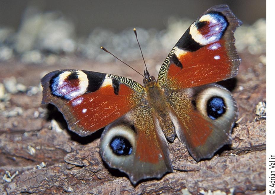 Butterflies and Birds Researchers investigated whether certain
