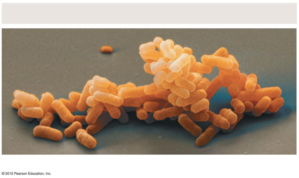 Domain Bacteria Bacteria are the