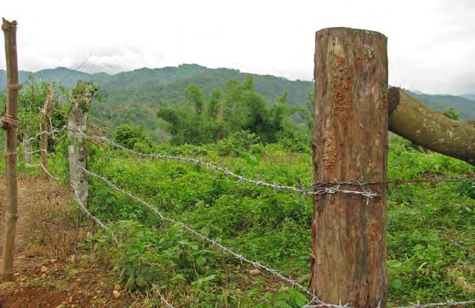 Challenges for Equitable Development Fenced in agricultural concession in Shan State land.