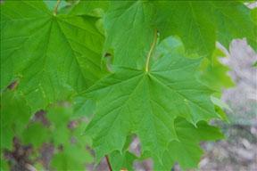 Figure 1: Illustration of the leaf of the Norway Maple.