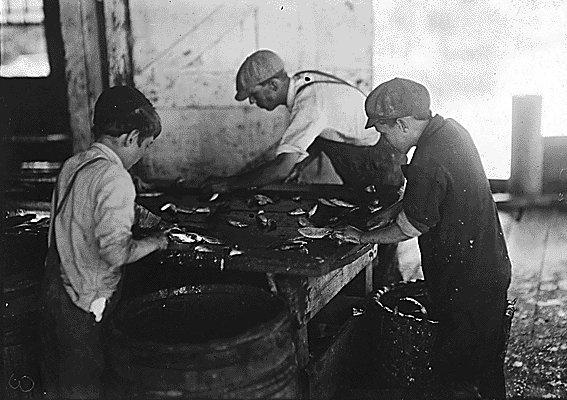 Cutting fish in a sardine cannery. Large sharp knives are used with a cutting and sometimes chopping motion.