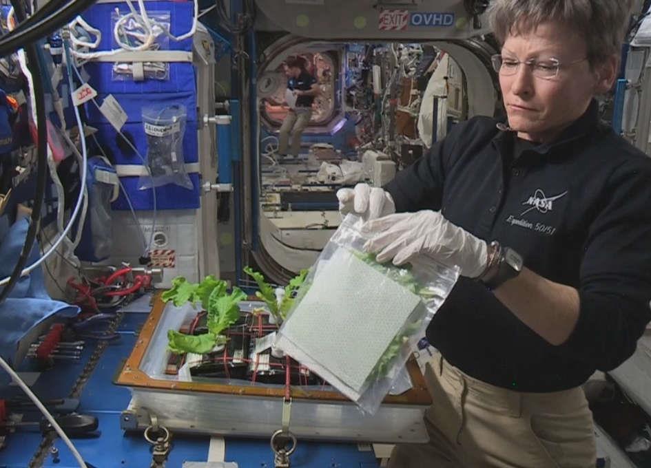 Space Grown Veggies NASA ISS On-Orbit Status 3 November 2017 VEG-03 Science Harvest: The crew cut one to three leaves from each plant for consumption and then preserved them in foil and inserted them