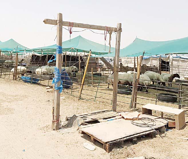 Call to remove illegal abattoirs Residents of Ahmadi Governorate have urged Kuwait Municipality to act fast in stopping the widespread messy unlicensed slaughterhouses in Wafra Desert Area from where
