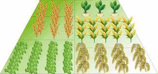 At the roots of the Industrial Revolution Crop Rotation the process where a farmer changes the crop they grow in a field to keep the land healthy Animal and human power eventually