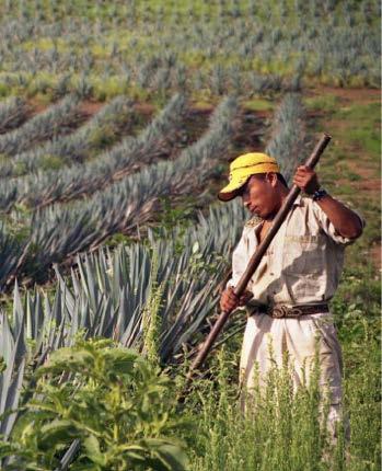 Farmworker in Oaxaca earns