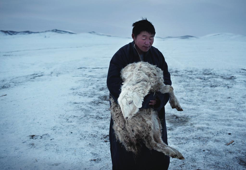 5 million animals in Mongolia threatening the livelihoods and food security of the herders who comprise nearly one third of the total population.
