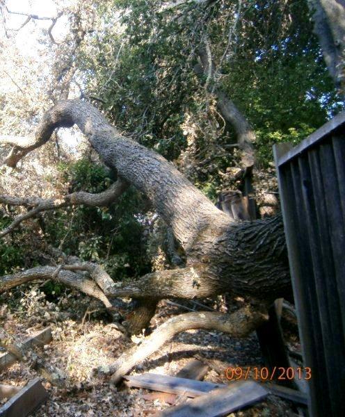 Background: Resolved encroachments as reported Fallen oak on Calabazas Creek and